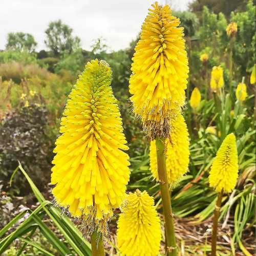 Саженцы кровавый щавель книфофия примула морозник