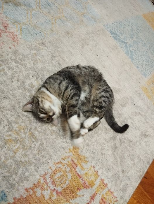 Котик хлопчик в добрі руки