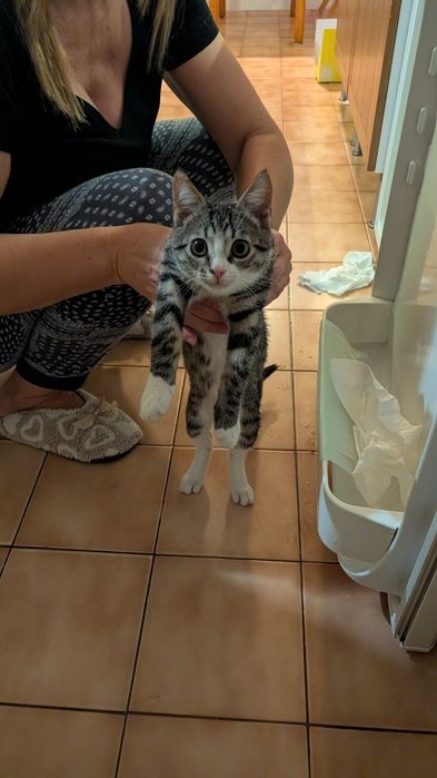 Znaleziono młodego kotka.