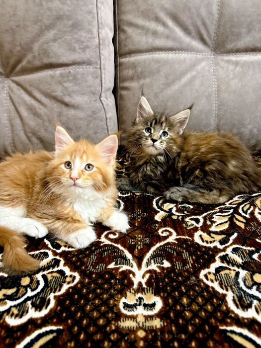 Мейн Кун дівчата є Документи WCF