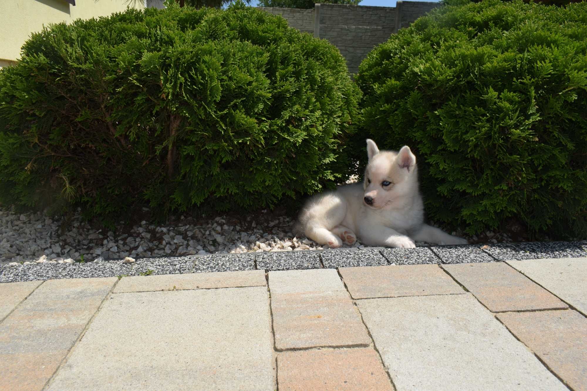 Piękna suczka Siberian Husky po rodzicach FCI