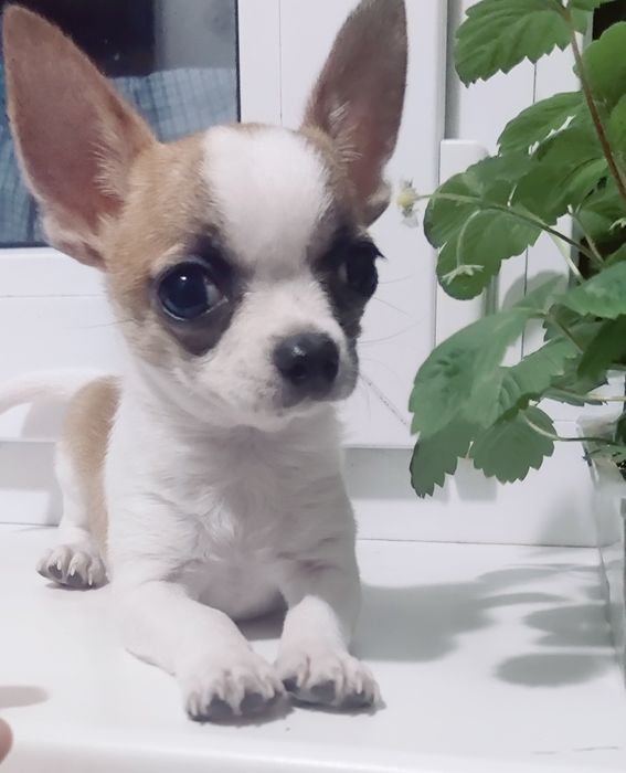 Чихуахуа міні хлопчик