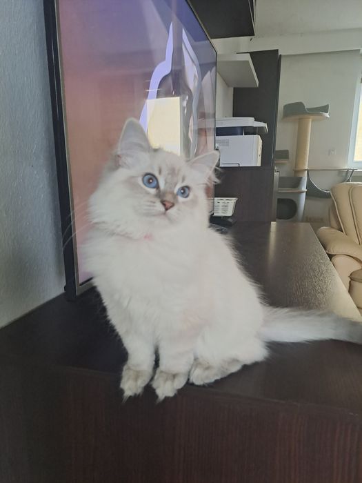 Koteczka Neva Masquerade