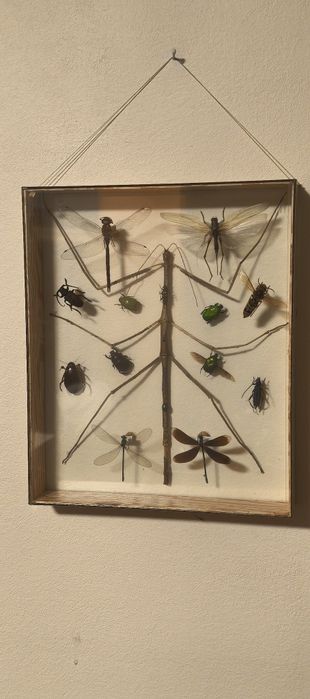 Gablotka entomologiczna.