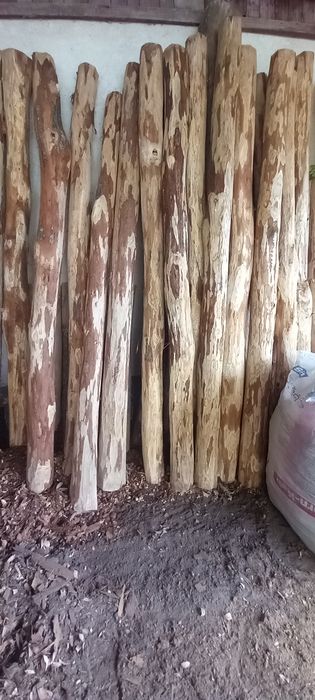 Drągi dębowe, bale stęple słupki ogrodzeniowe okorowane