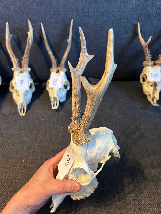 Poroże rogacza sarny parostki - duży wybór - 9