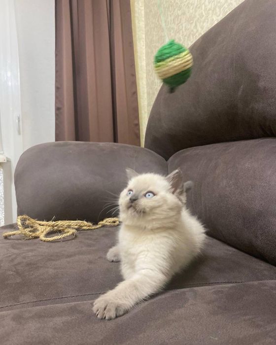 Котята Блю поінт скоттиш страйт, шотланське кошеня хлопчик