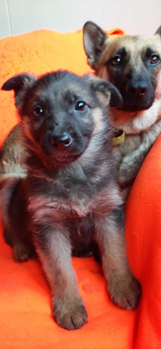 Szczeniaki owczarkowate do adopcji