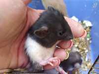 Крыса дамбо малыши: самцы и самочки