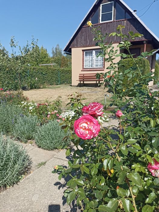 Działka ROD "Kormoran" w Giżycku