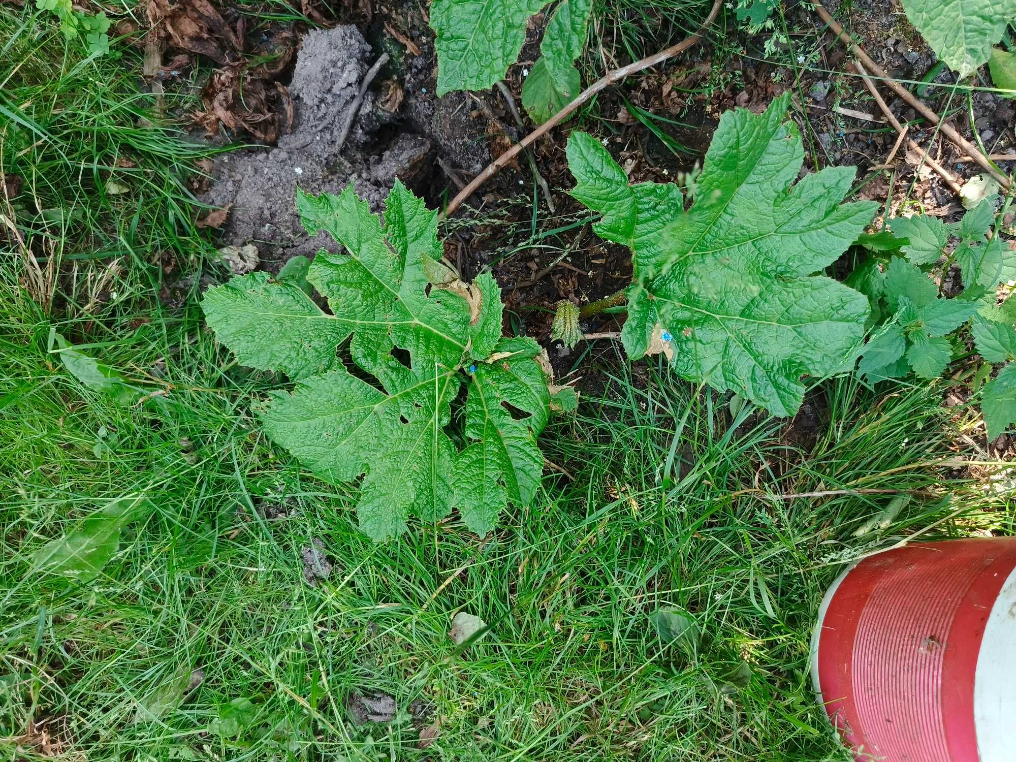 Gunnera olbrzymia manicata
