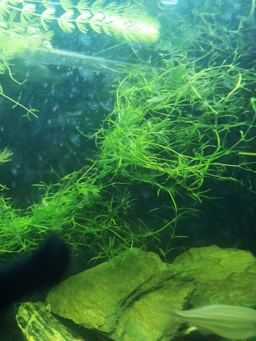 Najas łatwa roślina akwariowa