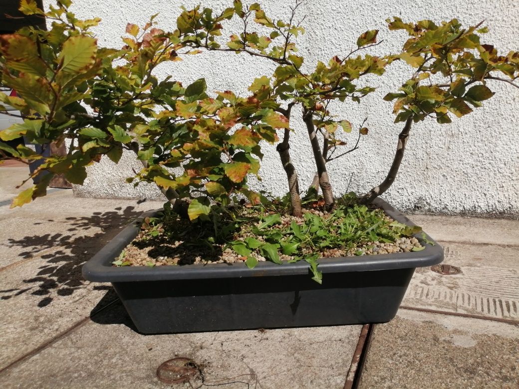 FLORESTA de Faias Bonsai