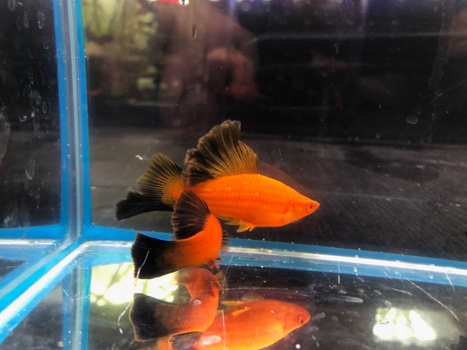 Kalafior Mieczyk, Cauliflower czarna płetwa nowość