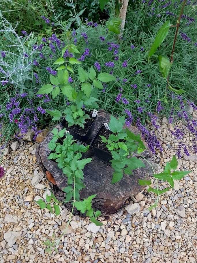 Powojnik bylinowy clematis 3 szt. P9 K11