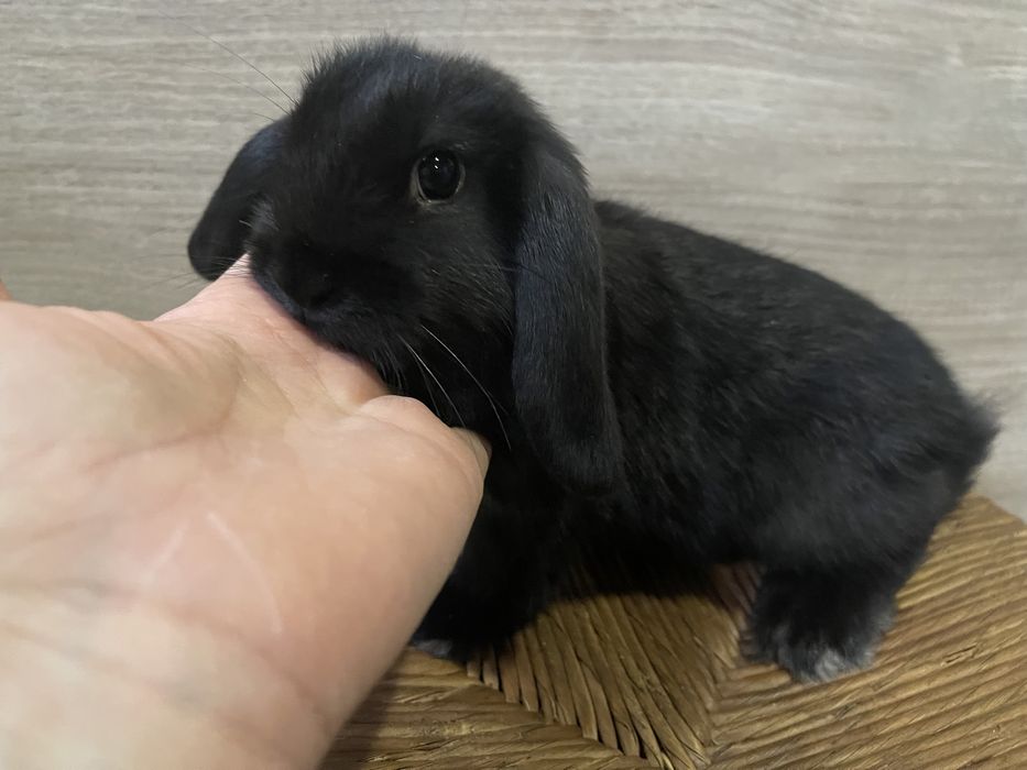 Декоративный кролик Мини Лоп, висловухий кролик