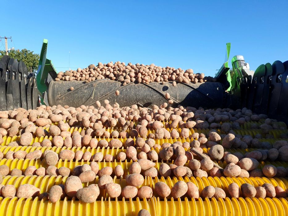 Приймально-сортувальний бункер R-SORT для сортування коренеплодів