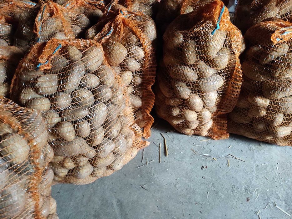 Ziemniaki pyry od rolnika bardzo smaczne ziemniaczki Queen Anne