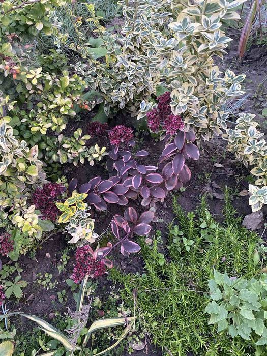 Очиток низькорослий