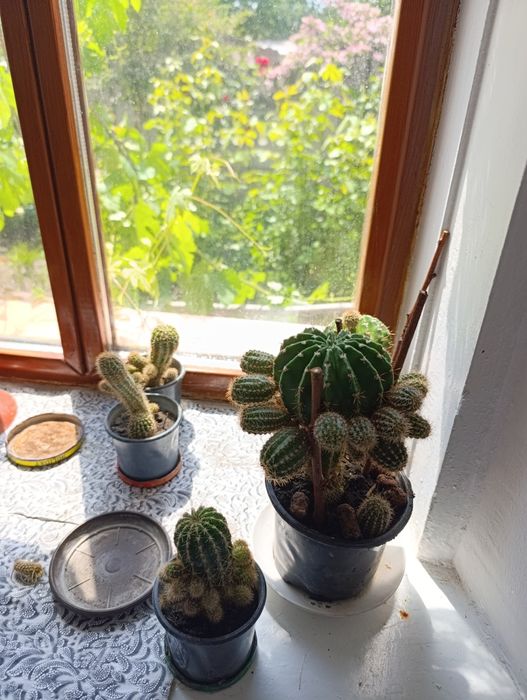 Кактус з дітками