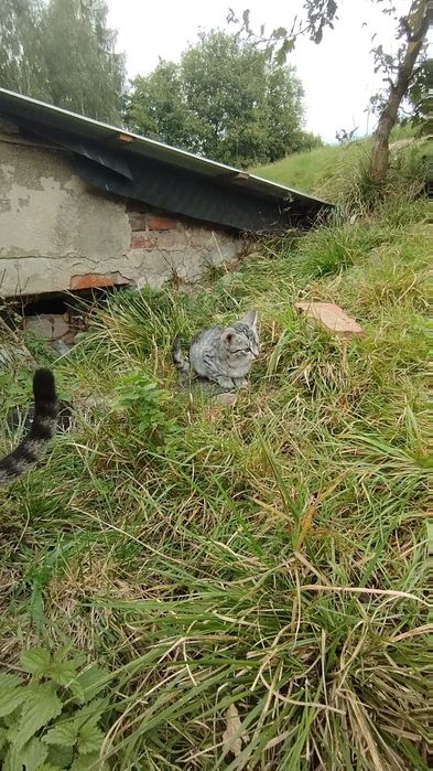 Małe kocięta szukają dobrego domu