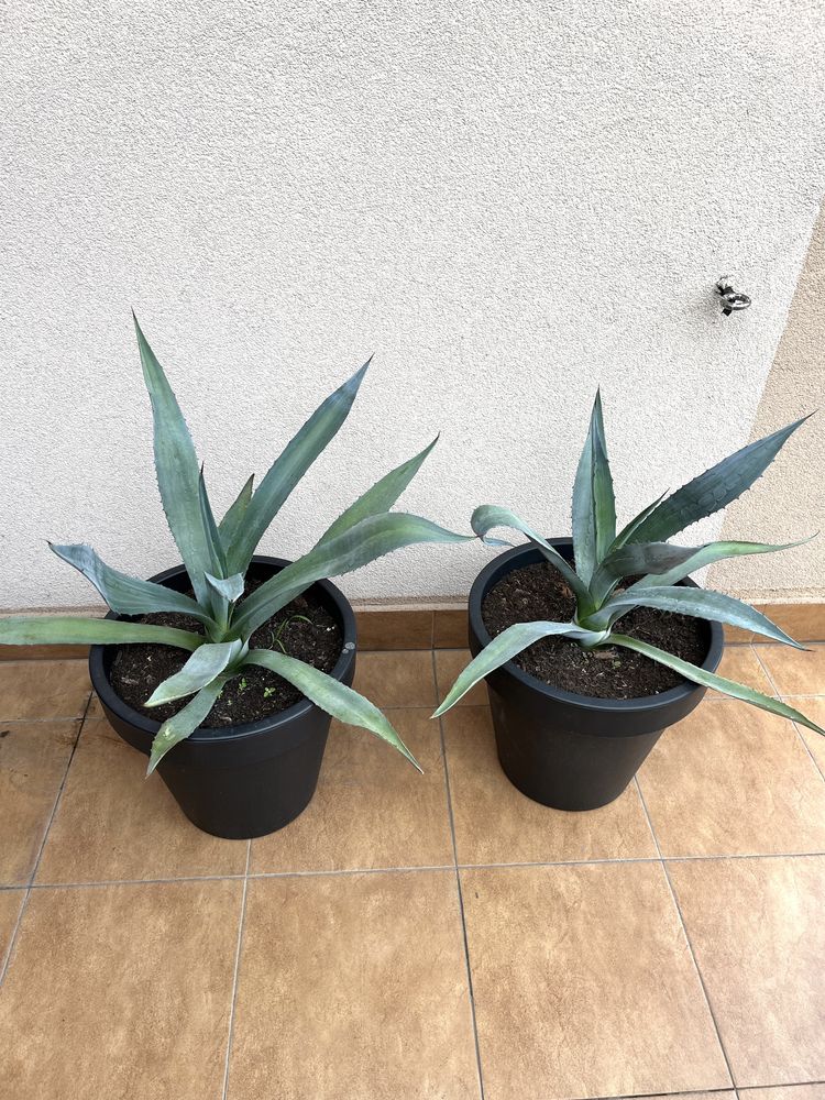 AGAWA (agave deserti var. simplex)