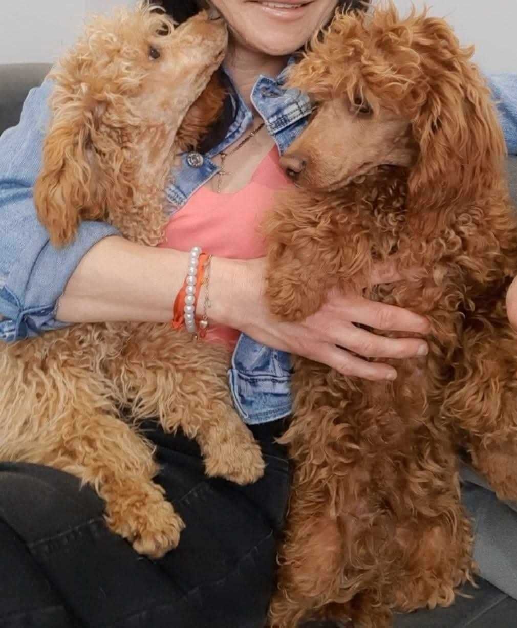 Pudel toy  suczka Red Karinka