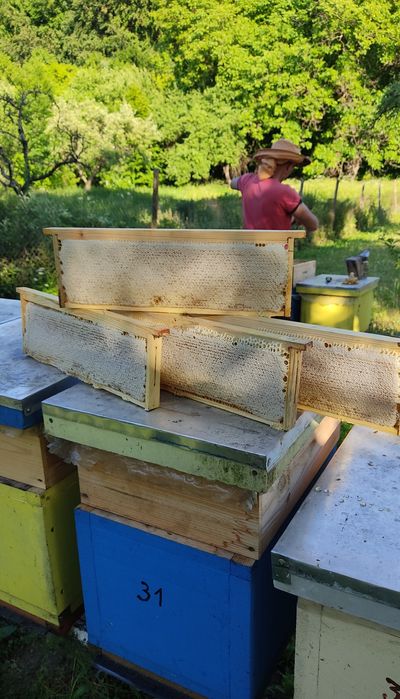 Пчеломатки Бджоломатки Карпатка 2025 бджоло матка матки