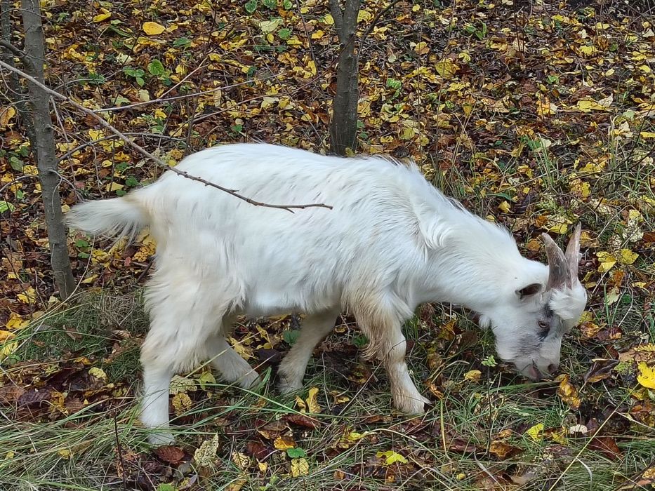 Козел (Цап) 6 місяців