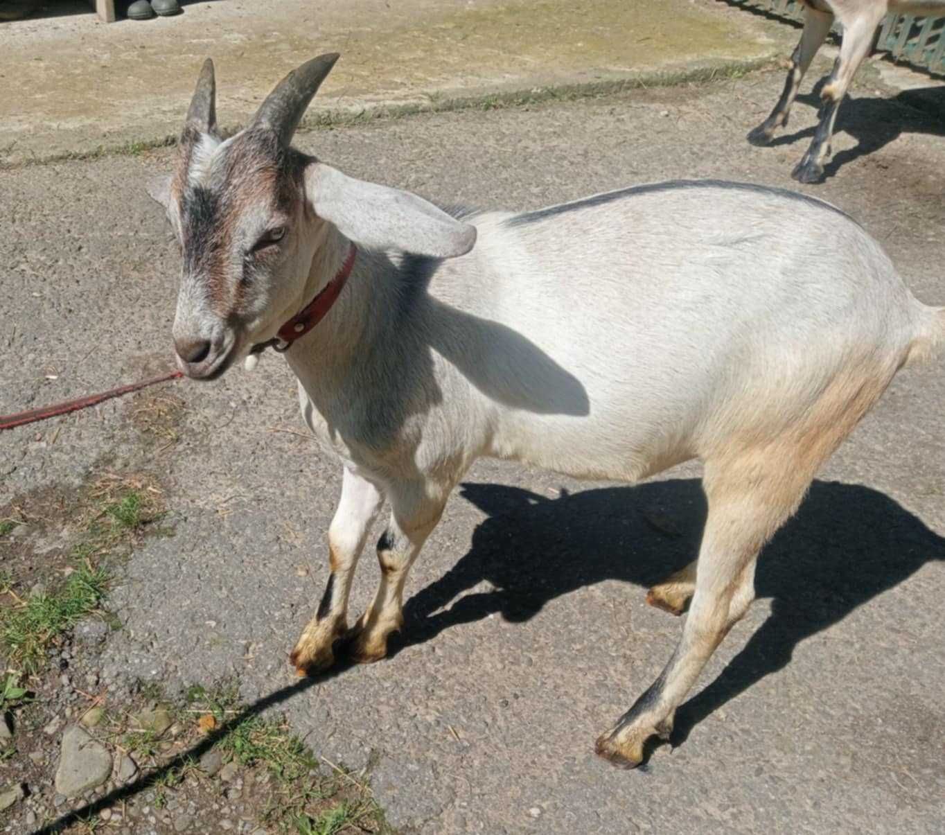 Sprzedam młodego koziołka