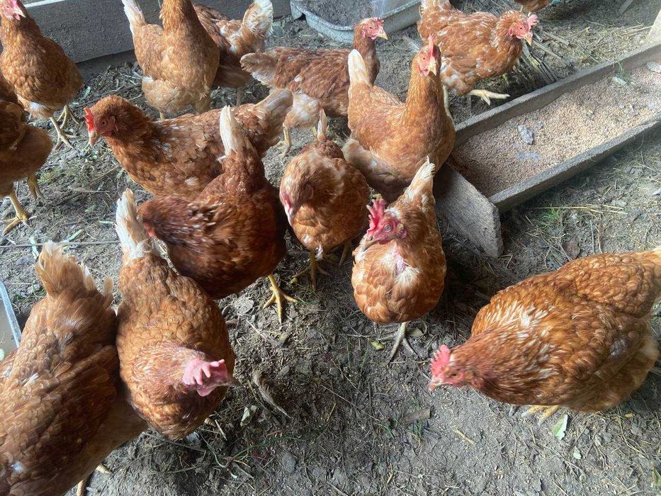 Продам курей (інкубаторні)