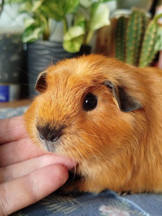 Морська свинка хлопчик