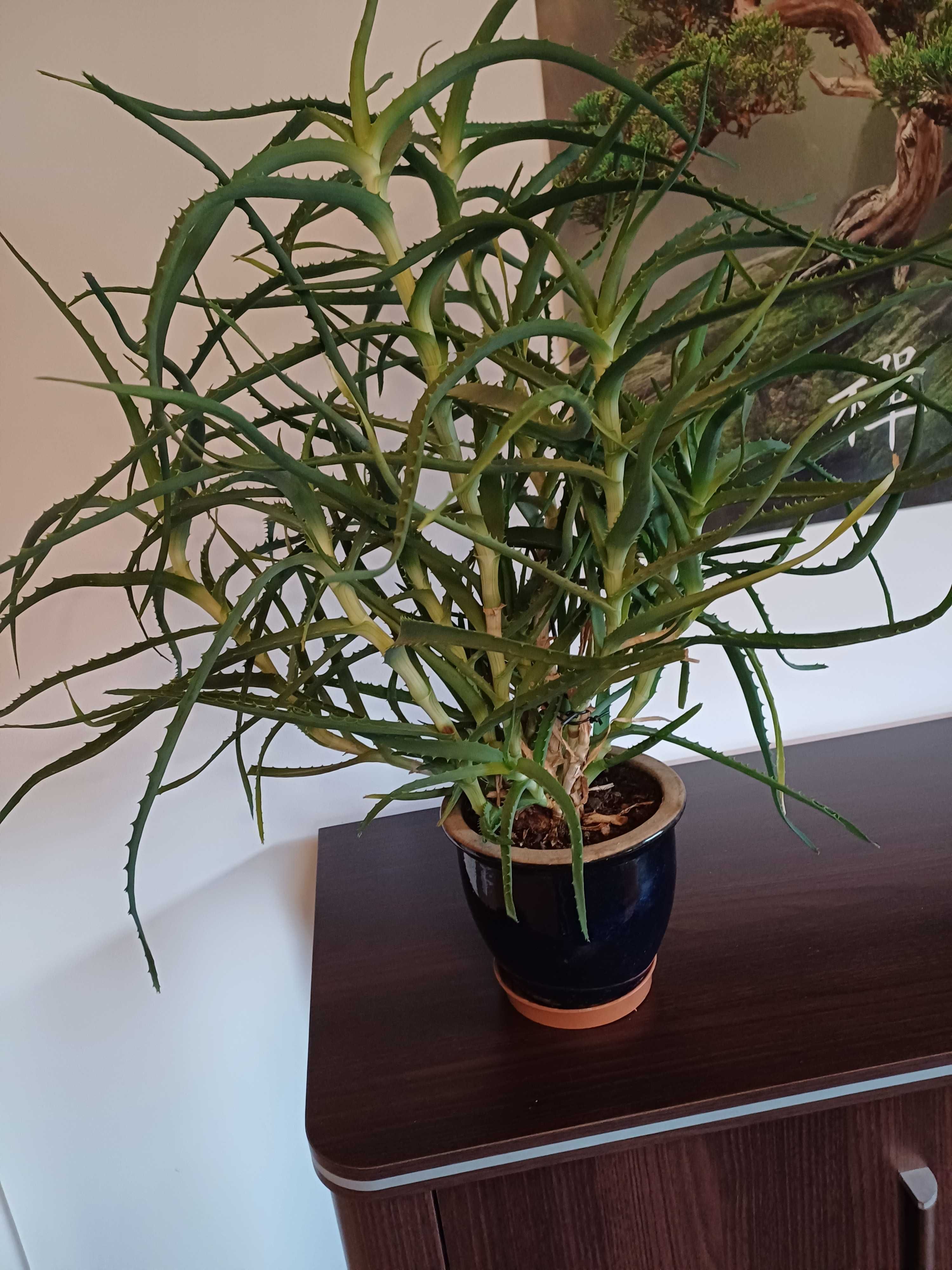 Aloes drzewiasty