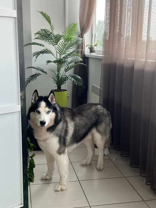 Стрижка собак і котиків