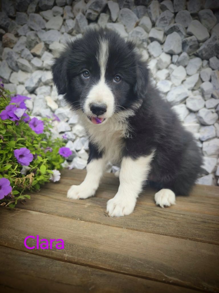 Border collie śliczna suczka, przebadani rodzice do odbioru