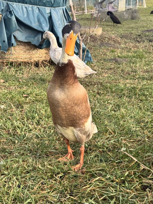 Biegusy indyjskie biegus kaczka kaczory , czubaty dziki , srokate
