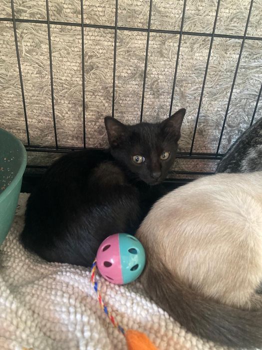 Adoção responsável Tobias