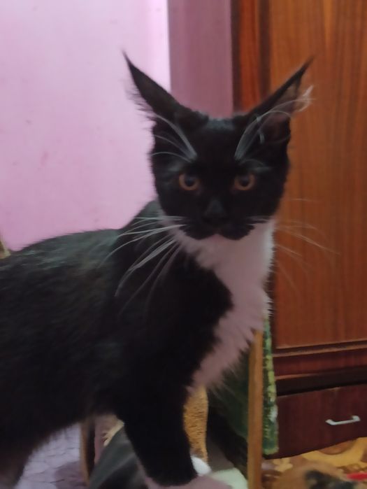 Розплідник,,Марсель ''пропонує мейн кунів.