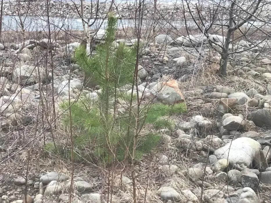 Вічнозелене і хвойне дерево