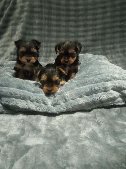 Продам цуценят міні йоркширський тер'єр
