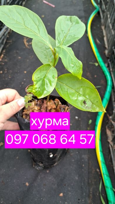 Хурма саджанці. Комплект 3 шт. Морозостійкі. Солодкі .