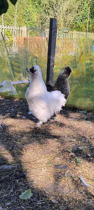 Jajka od kurki silka