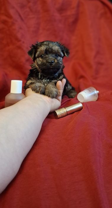 Дівчинка йорочка