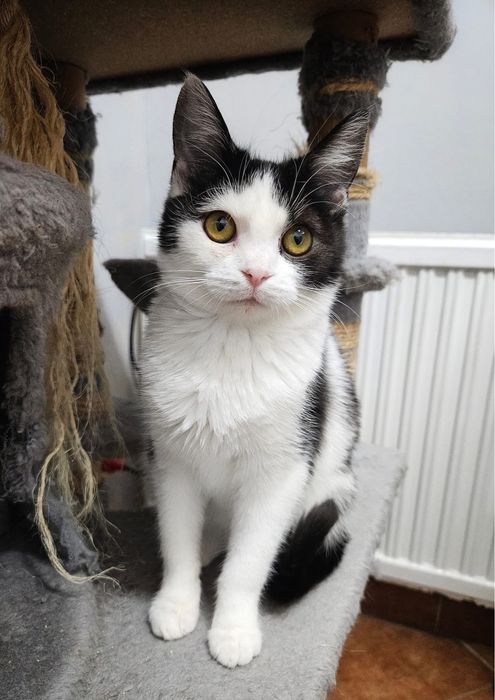 Kochana, rezolutna i zabawowa Szaza szuka domu!