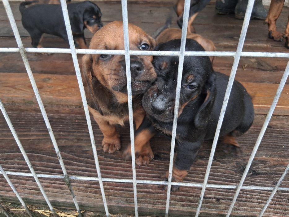 Szczeniaki gończy polski