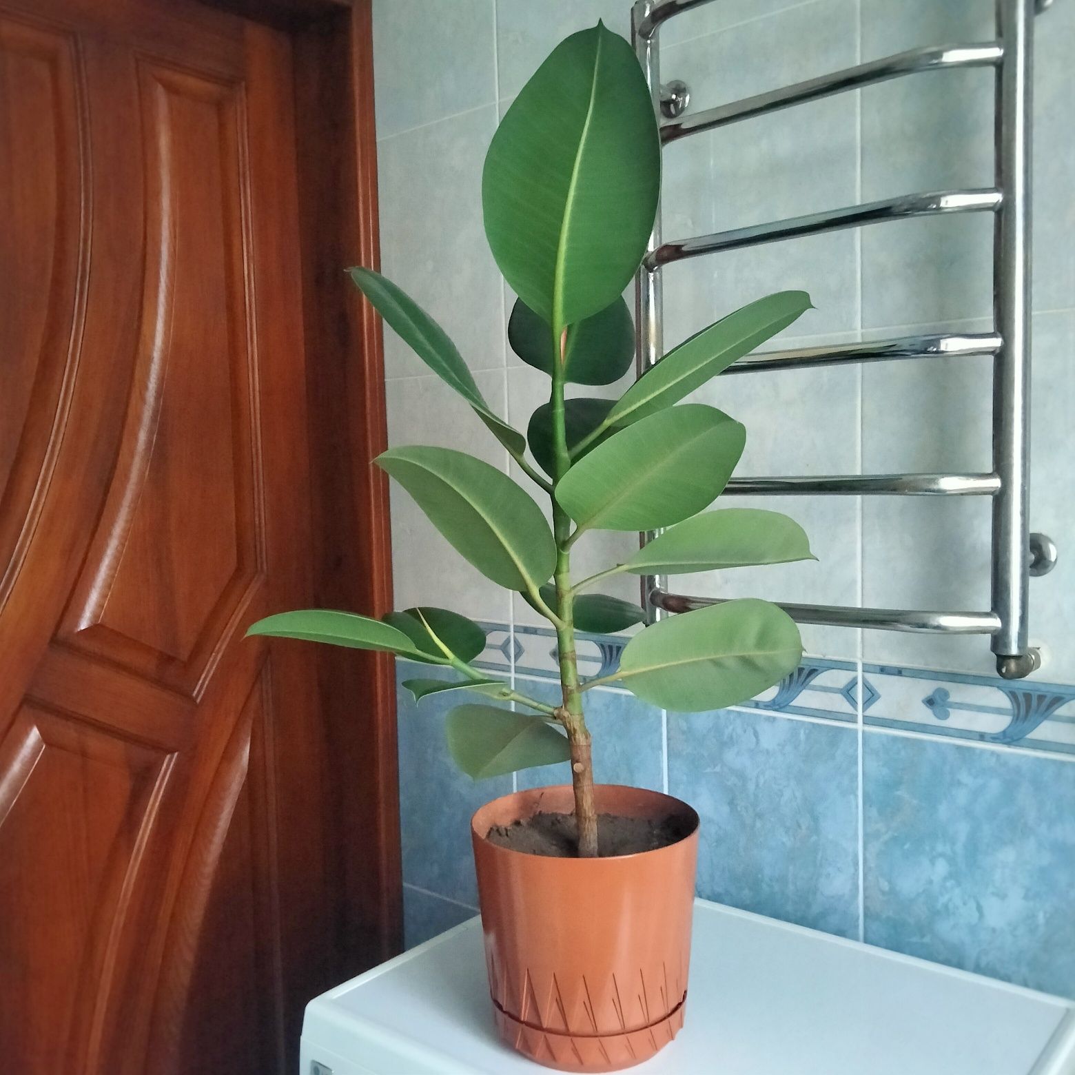 Продам фікус (висота з горщиком -85см)