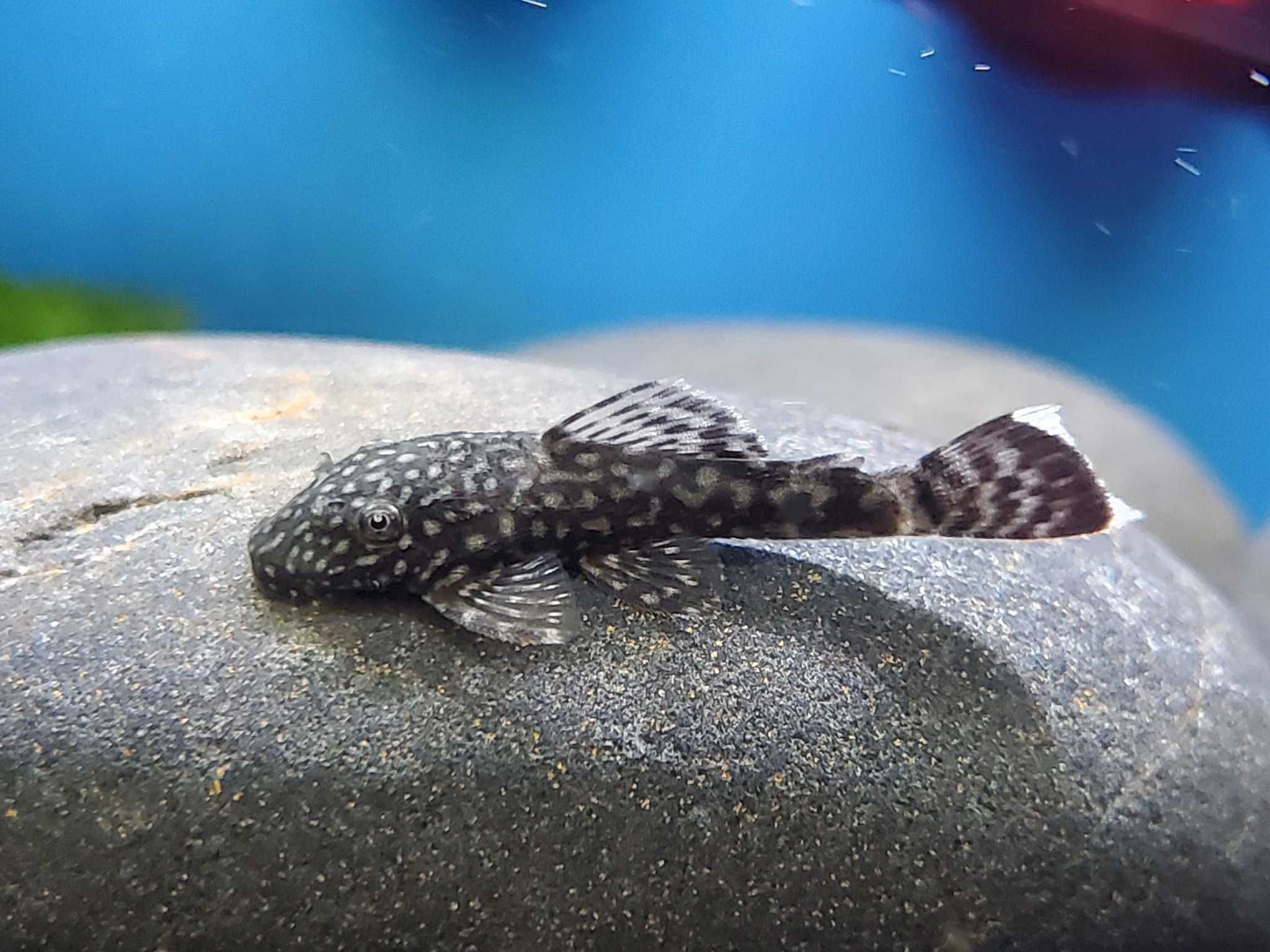 Ancistrus sp. Zbrojnik niebieski - 3cm