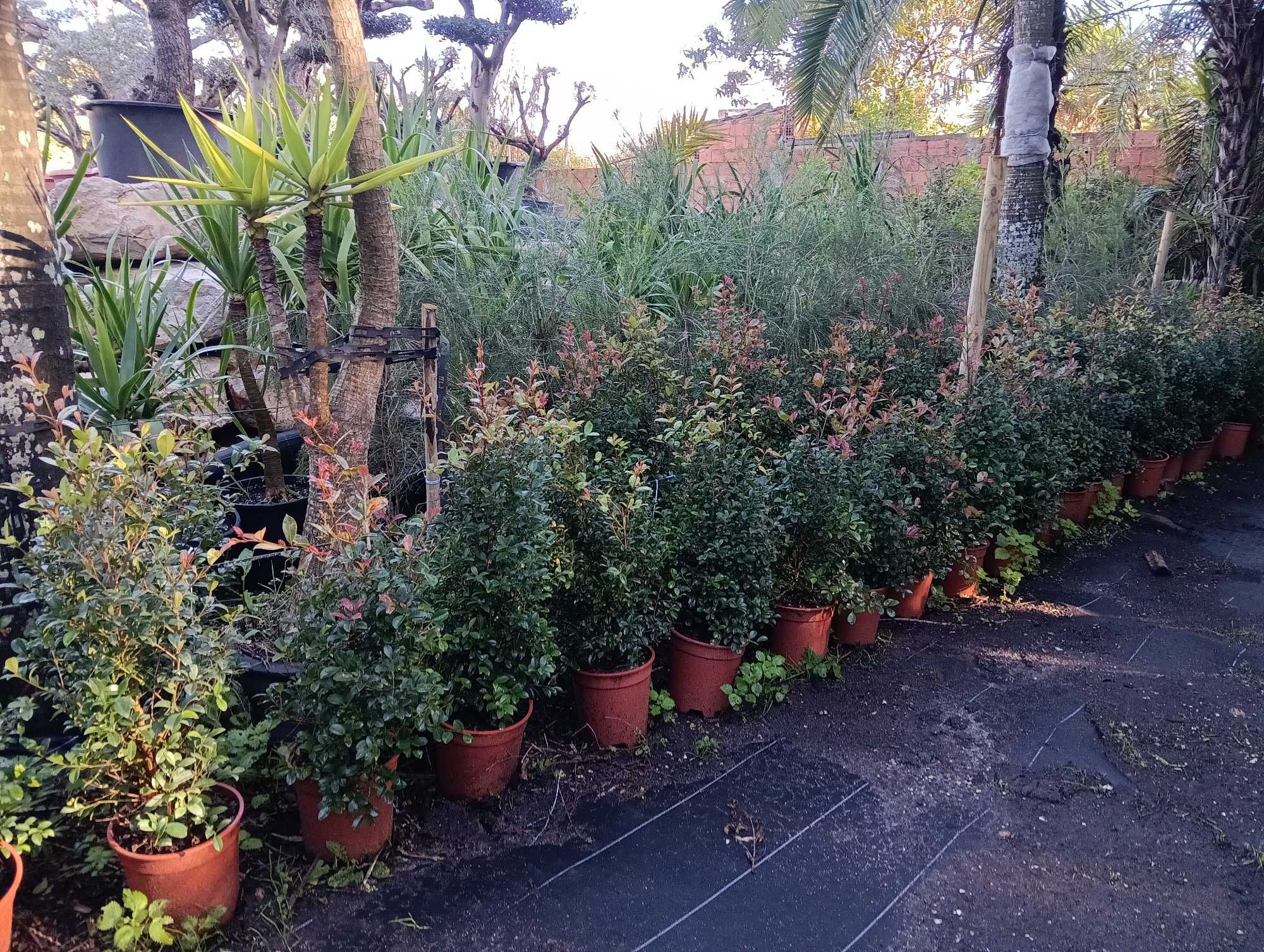 Eugenias plantas sebe, muro verde