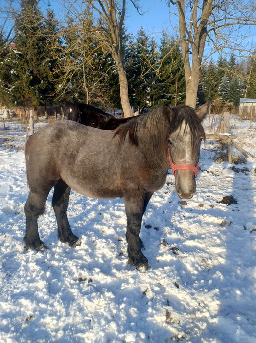 Wałach zminokrwisty