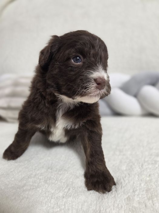 MINIAussi Doodle unikatowa suczka czekoladowa